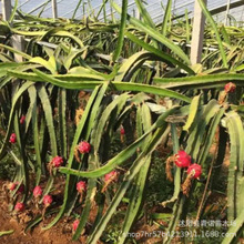 苗圃直销火龙果苗红心红肉火龙果苗当年结果南北方可种植地栽盆栽