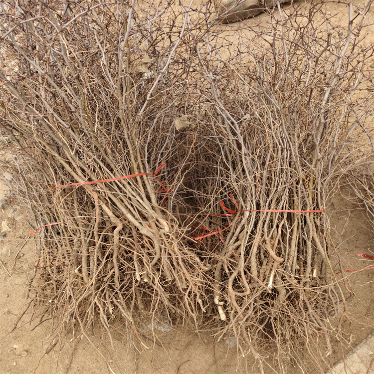 0成交306株基地批发葫芦枣树苗现挖现卖山东葫芦枣树苗批发葫芦枣树苗