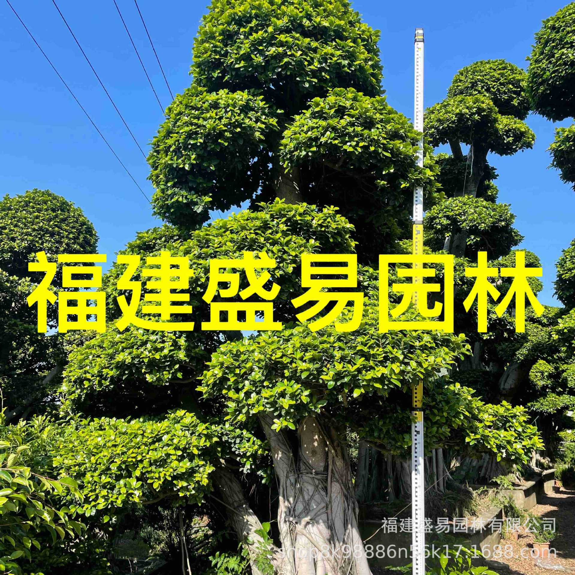 福建造型小叶榕批发 四川重庆小叶榕桩头价格 公园别墅庭院造景