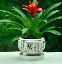 现货鸿运当头盆景室内植物红花卉盆栽绿植凤梨阳台办公客厅批发