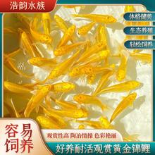日本纯种锦鲤水花红白三色白写昭和活鱼草金小鱼苗幼苗淡水观赏鱼