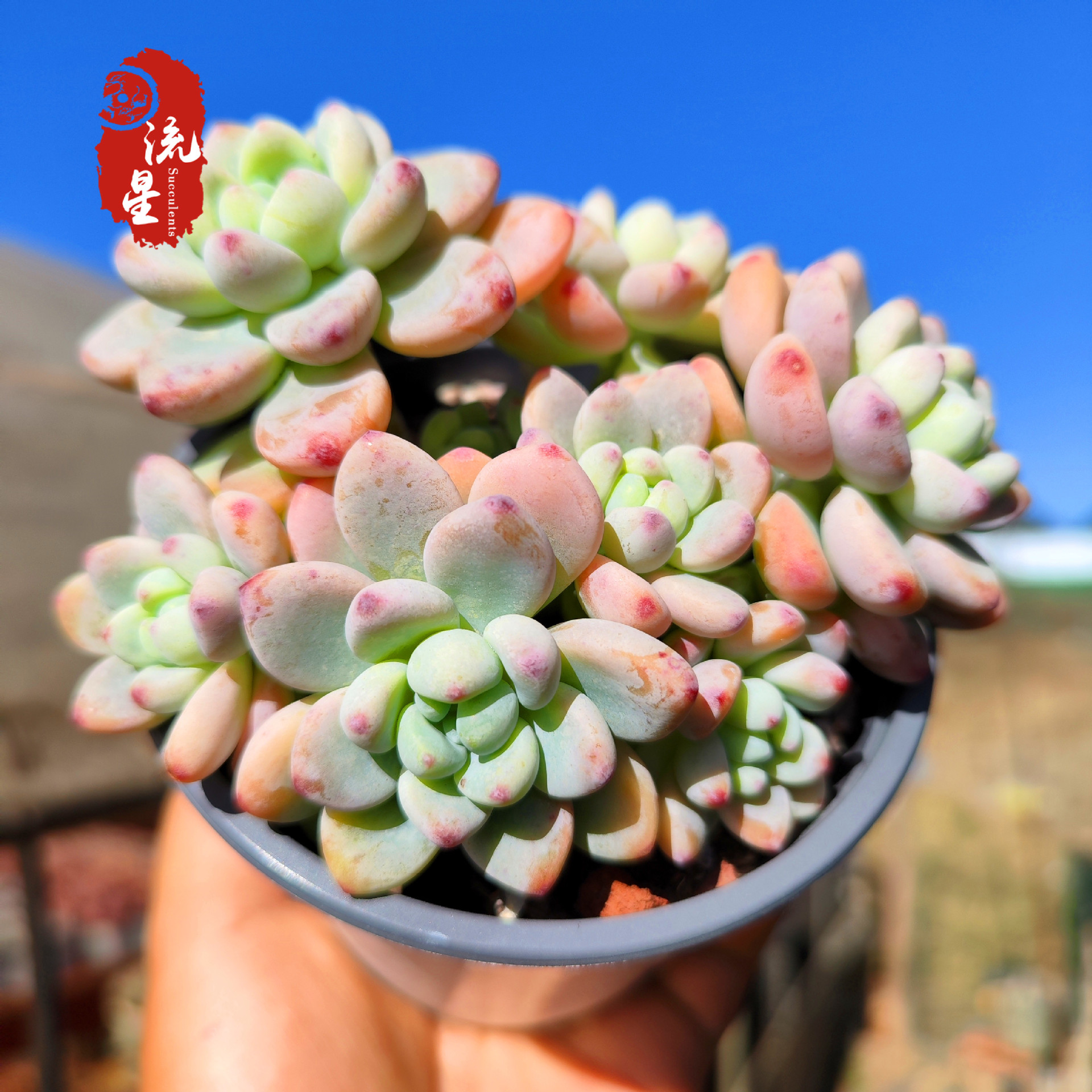 劳尔 多肉植物罗绮带香味多头群生小老桩阳台吸辐射好养云南包邮