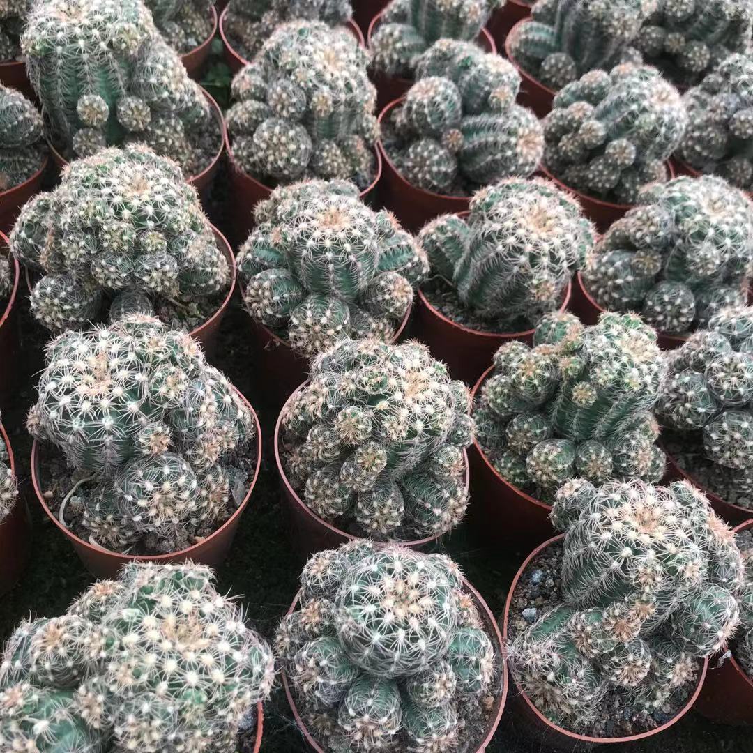 胭脂丸多头仙人球 室内小绿植 基地直发