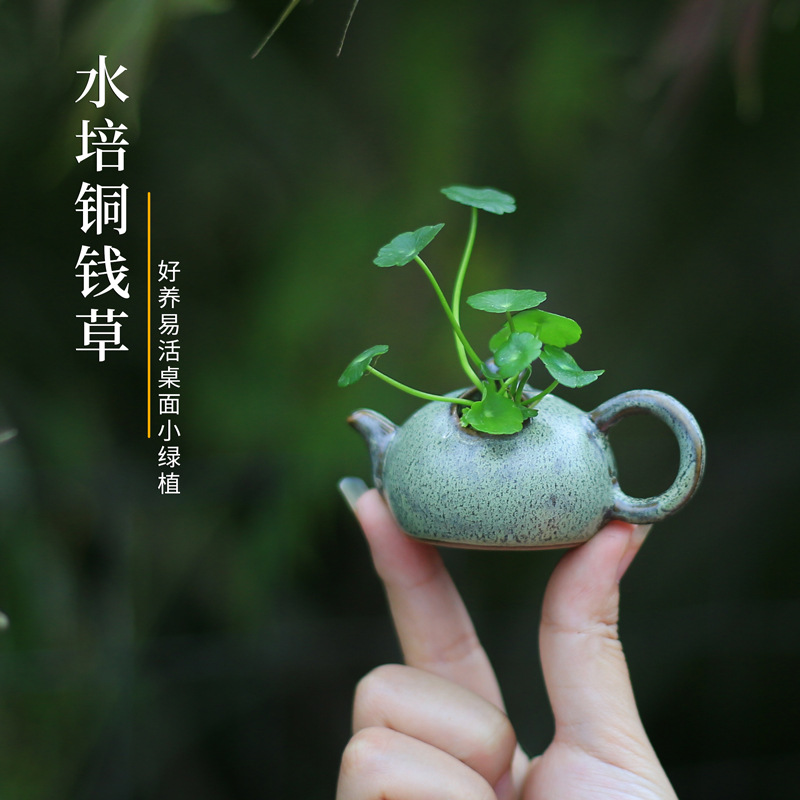 铜钱草水培植物盆好养草水培小客厅室内盆栽办公室书桌绿植水养小