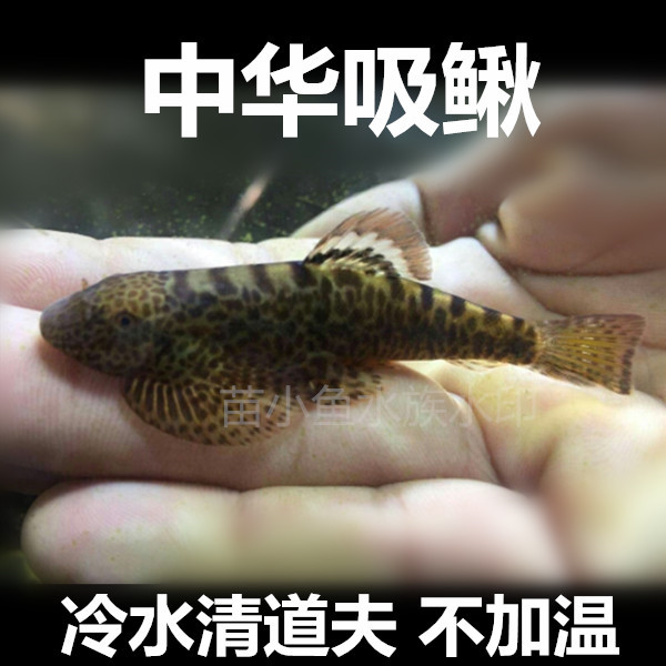 冷水清道夫双吸盘吸鳅贵州爬岩鳅除藻不加温琵琶鱼小提琴清洁包损