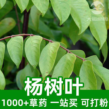 杨树叶1kg食品级中草药原材料可打粉poplar leaves杨枸花毛白杨