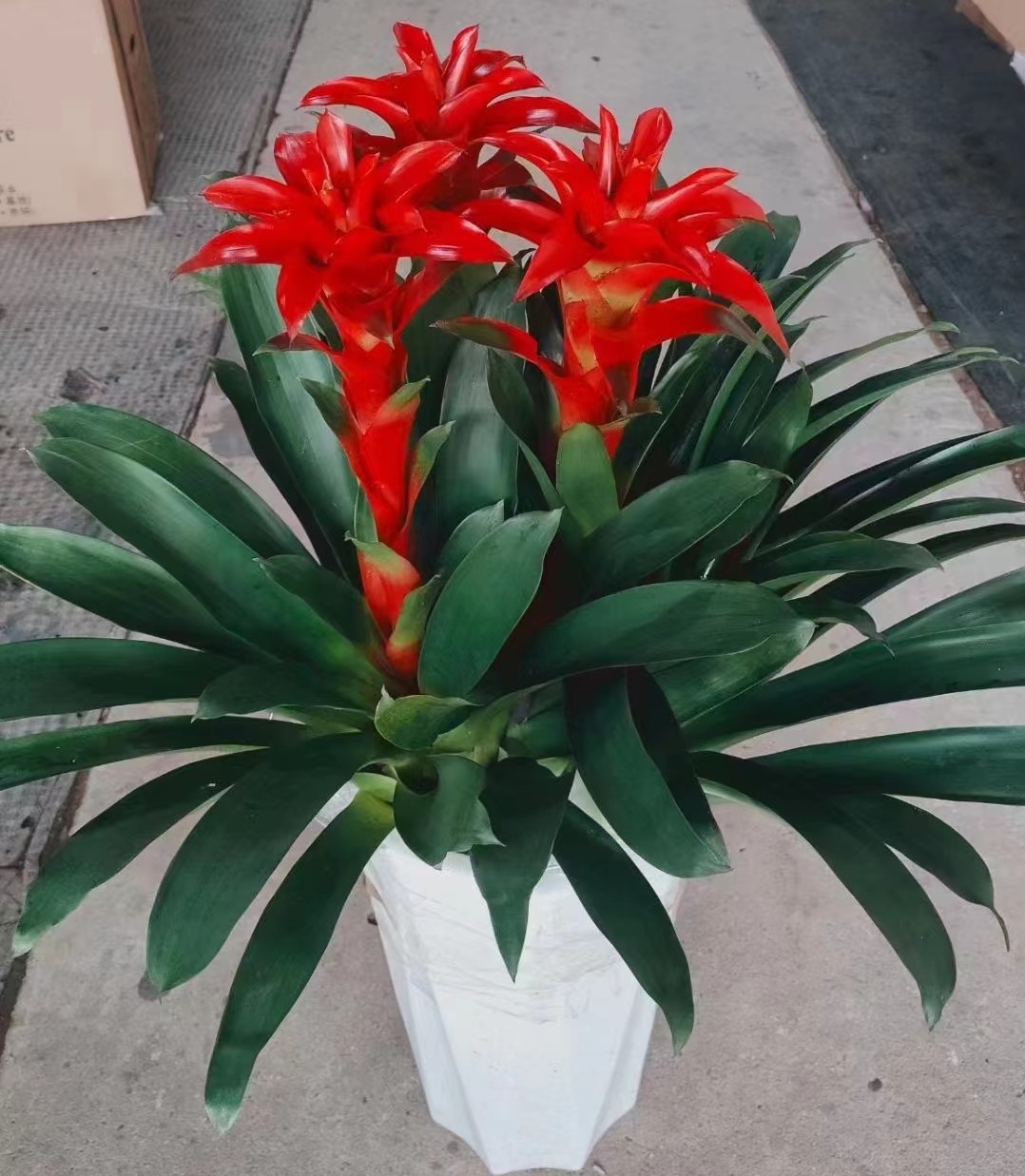 红星凤梨盆栽吉利红星植物鸿运当头丹尼斯室内办公客厅乔迁送贺礼