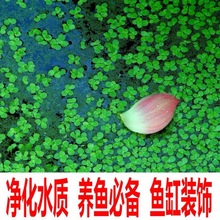 鱼缸净水芝麻浮萍小浮萍浮性水鱼缸龟缸水族浮萍水植物造景