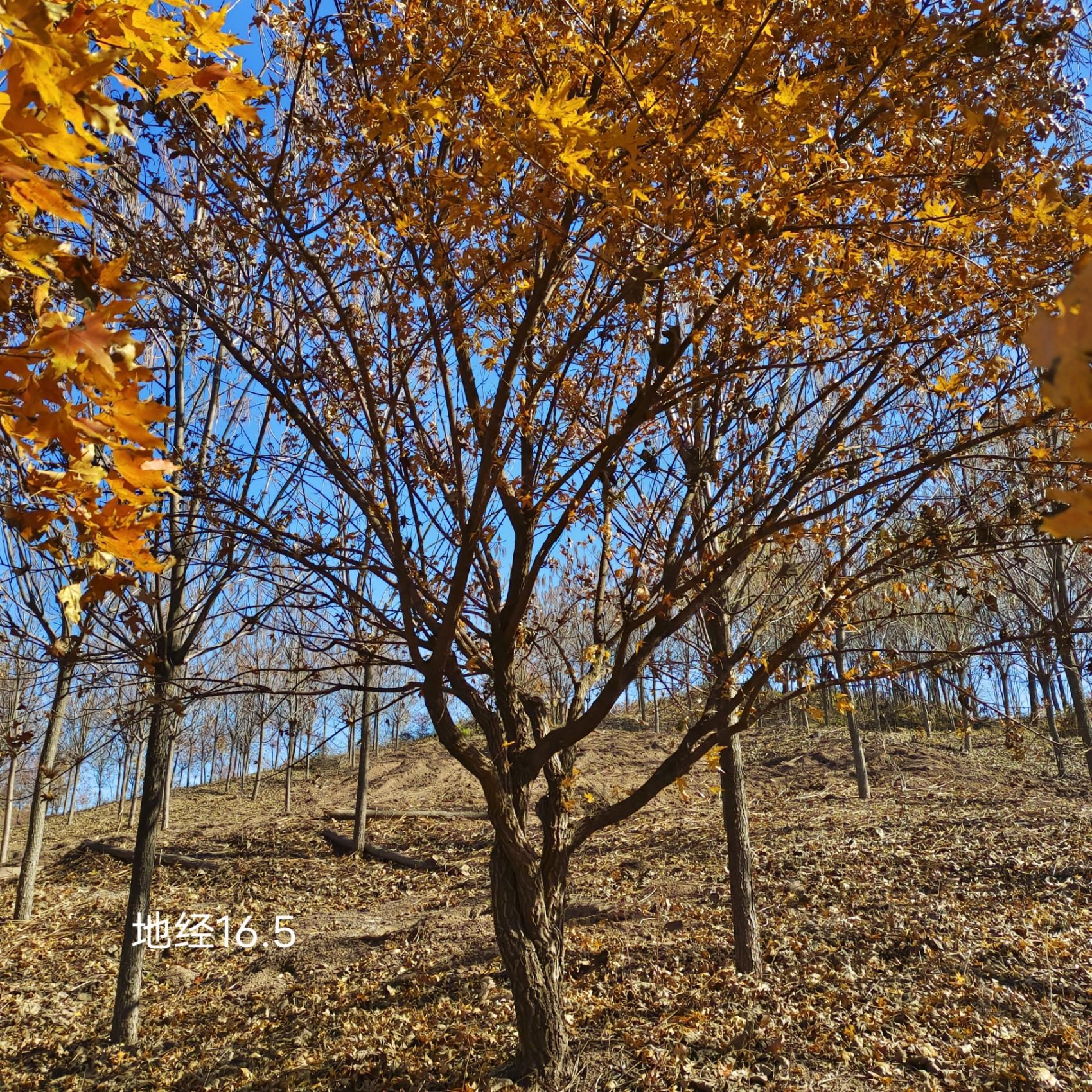 五角枫 丛生五角枫 异形五角枫 五角枫球 东北耐寒 彩叶绿化树