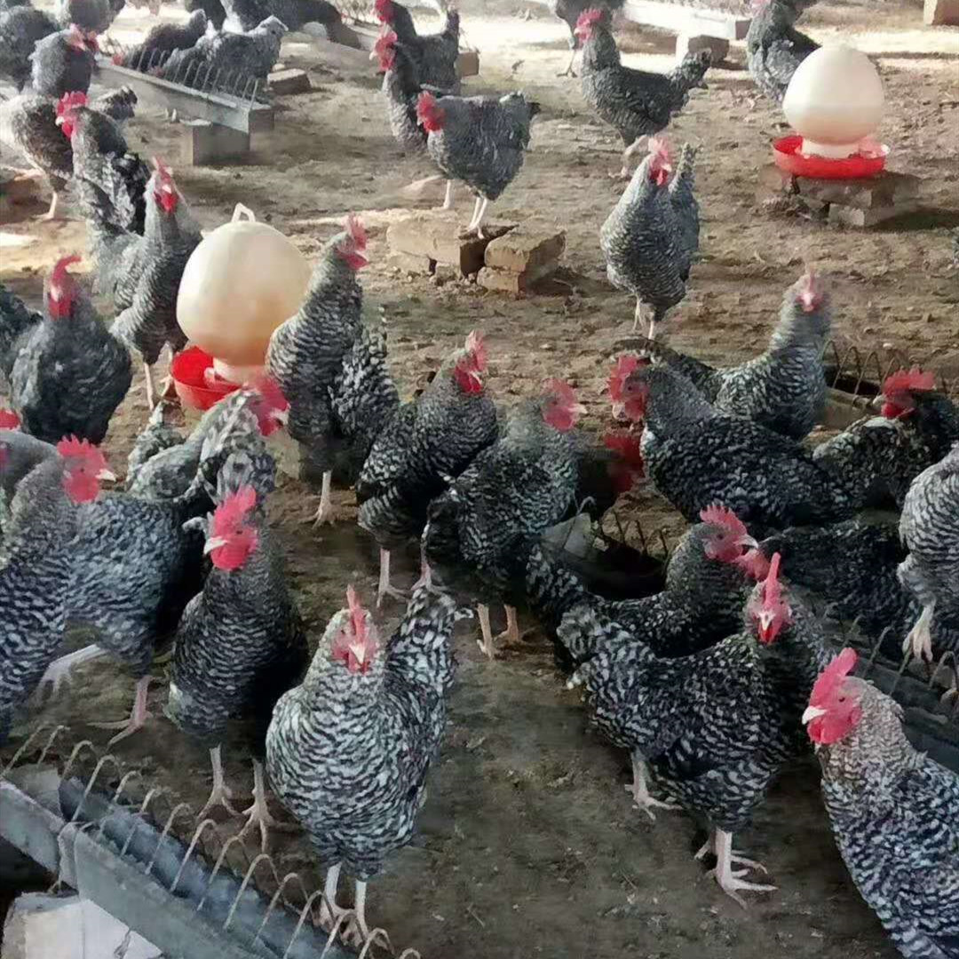 衡阳小芦花鸡苗~湖南芦花鸡种蛋~五黑鸡苗~黑绿壳蛋鸡苗开始入孵
