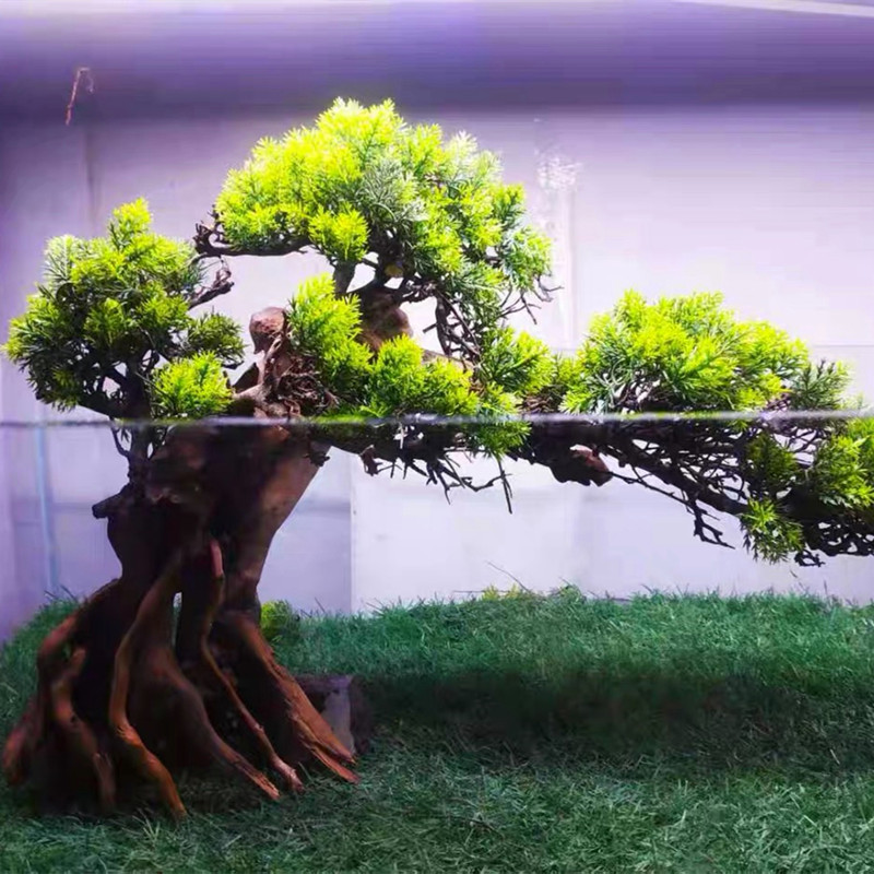 莫斯树成品生态鱼缸造景真水草真草缸莫丝树巴西树沉木迎客松天然