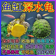 长颈龟观赏深水混养鱼缸乌龟宠物大型蛇颈侧颈网红招财镇宅吃鱼粪