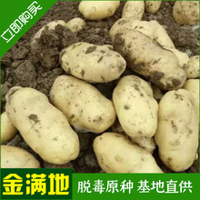 供应土豆种薯种薯种薯荷兰土豆种薯种薯早熟