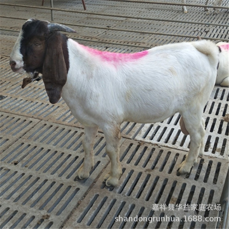 山东波尔山羊种羊 哪里有卖山羊的 云南山羊养殖小山羊一只-阿里巴巴