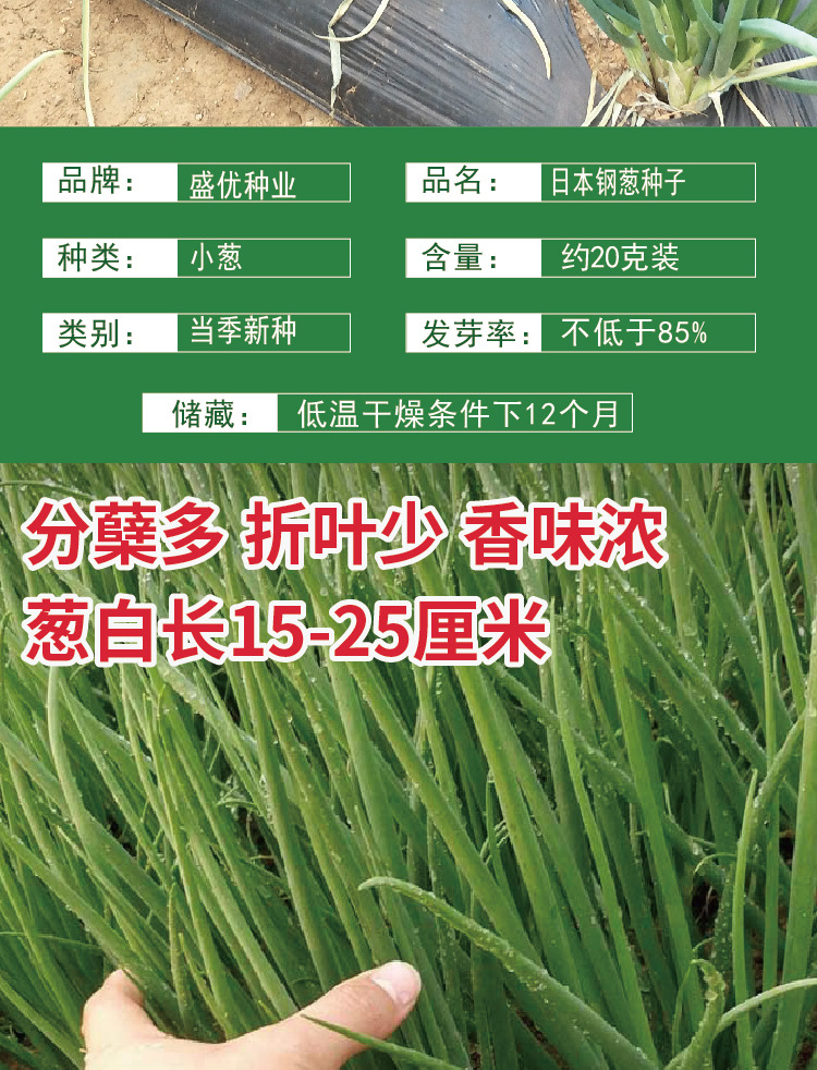 良达分多多香葱种子 四季小菜园农家分蘖多白长小葱种籽 厂家批发