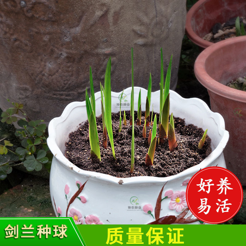 多年生进口剑兰种球唐菖蒲鲜花种子种头阳台土培花卉四季绿植盆栽