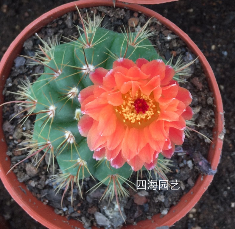 四海园艺 红花青王丸实生仙人球粉橙花 南国玉属大花