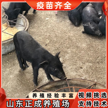 山东大型黑猪养殖场现货供应优质藏香猪种猪包成活藏香黑猪价格
