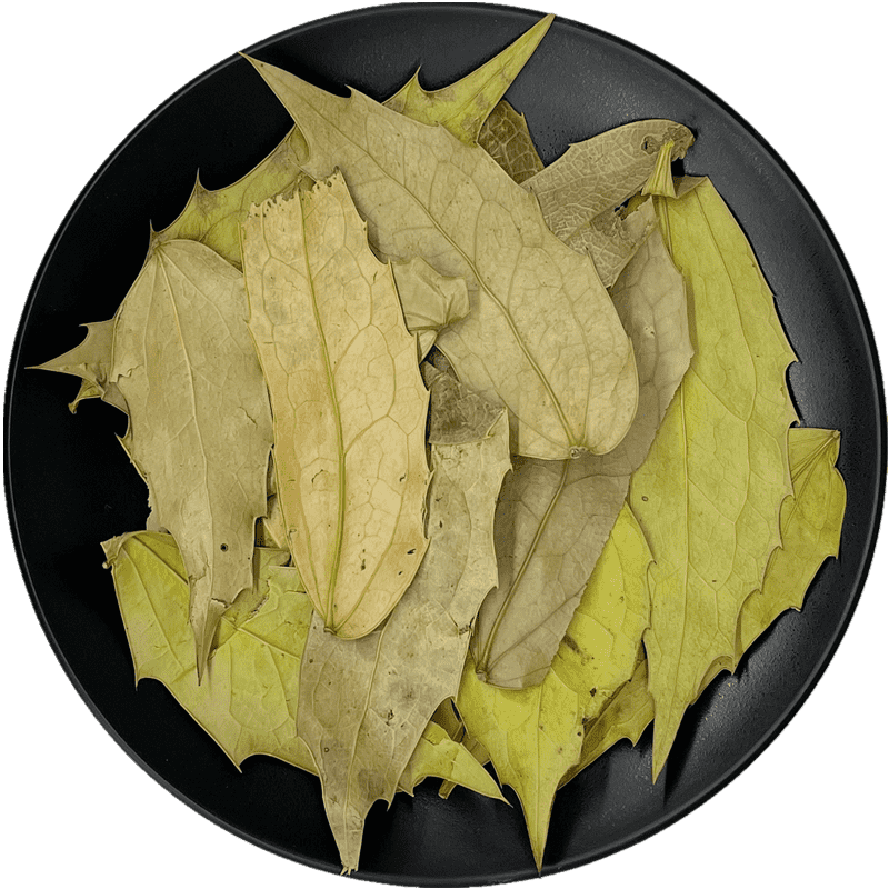 十大功劳叶中药材500g十大功劳功劳叶大片新鲜干货可打粉非枸骨叶