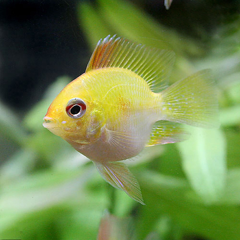 小型荷兰凤凰球鱼三湖短鲷金波子活体热带鱼观赏鱼水草缸鱼造景鱼