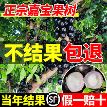 树葡萄嘉宝果苗树沙巴艾斯卡嘉宝果树庭院南北方种植盆栽四季结果
