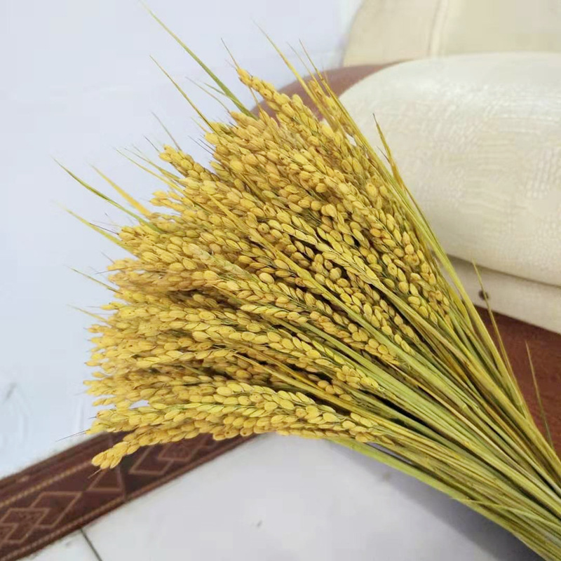 天然稻穗干花稻草稻谷干枝丰收农家乐风干真花田园道具拍摄干麦穗