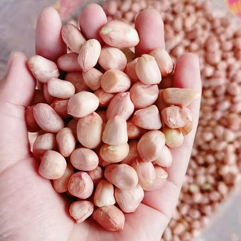 榨油花生种子