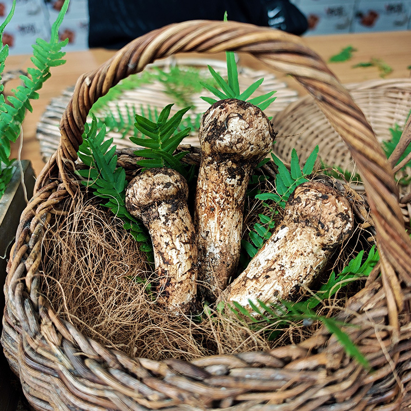 雍至松茸未开伞野生鲜菌菇四川雅江当天现挖现发冷链空运-阿里巴巴