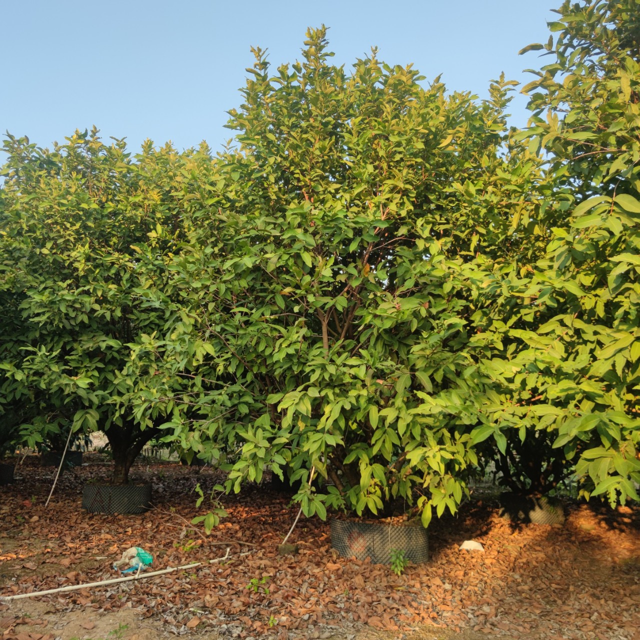 2112供应 精品 全冠 丛生洋蒲桃 5-7米高 莲雾果树 生态农庄绿化