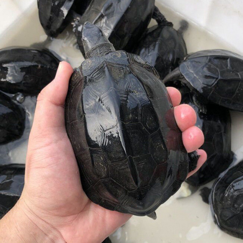 乌龟批发外塘黑腹墨龟苗活体宠物黑小乌龟中华草龟镇宅长寿顶墨