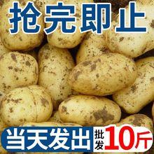 【基地直发】黄皮土豆0斤批发新鲜蔬菜现挖马铃薯洋芋/5斤