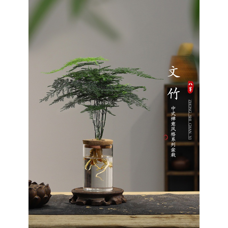 文竹水培植物绿植办公室内水养绿萝花卉客厅桌面盆栽四季水生好养