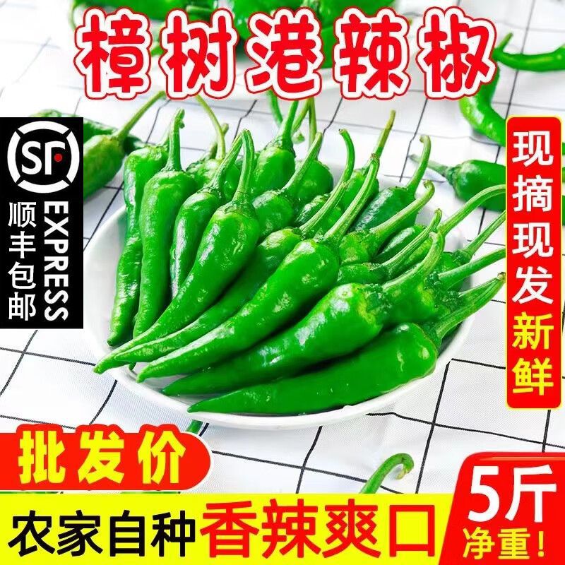 【顺丰包邮】正宗湖南樟树港辣椒现摘新鲜富晒青椒薄皮嫩辣椒产地