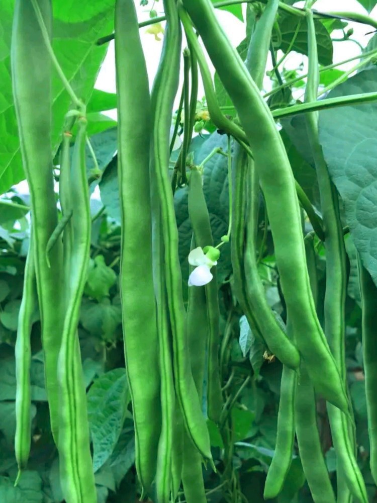 宽扁芸豆种春秋冬季扁青豆角种子无筋架豆油豆籽爬藤菜豆蔬菜种孑