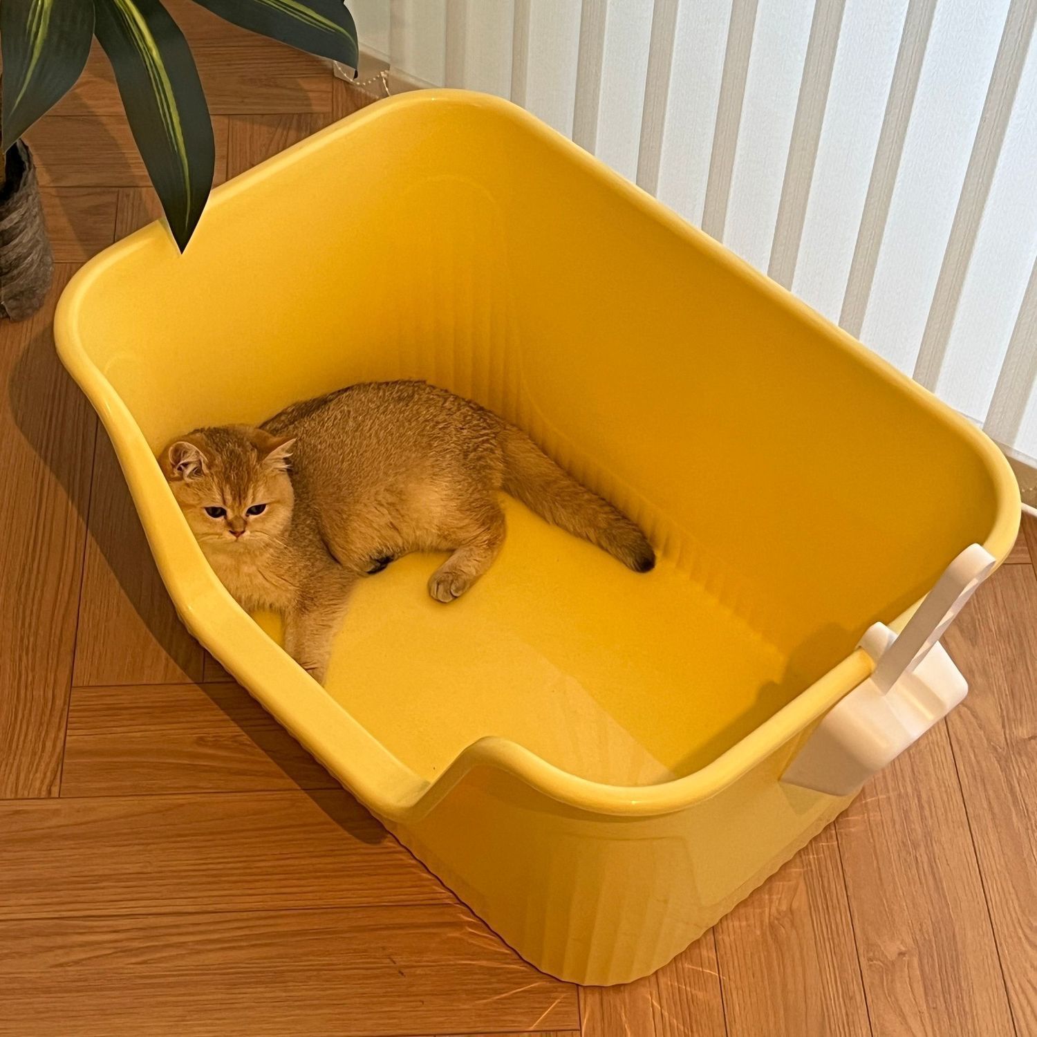超大猫特大号全开放式半封闭厕所防外溅屎盆特巨大布偶缅因沙盆
