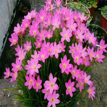 清香型四季开花重瓣风雨兰种球庭院阳台盆栽花卉植物好养易活韭兰