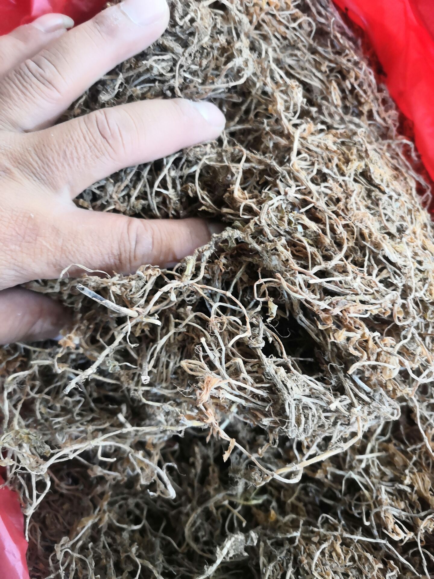 垂盘草 老鼠芽 白蜈蚣 佛甲草 垂盆草 制香料专用 散装500克