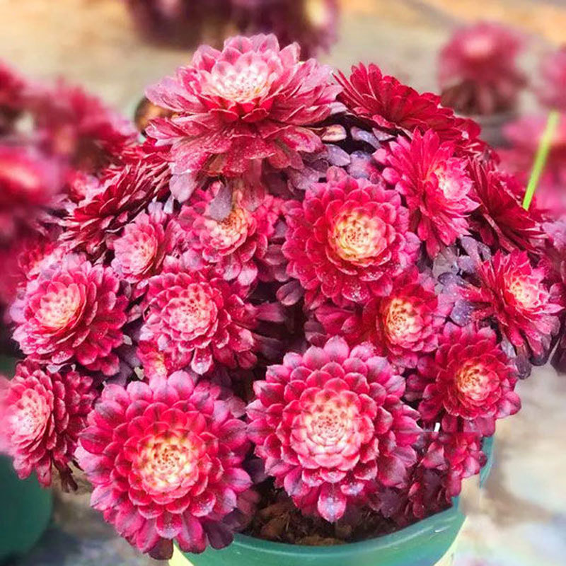 法师系多肉植物红覆轮万圣节翡翠冰嘉年华铜壶紫羊绒美杜莎满包邮