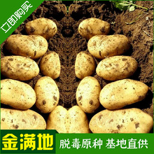 大量销售土豆种薯价格 早熟土豆种薯 荷兰七号土豆种薯