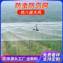 塑料防鸟网PE加大加厚大棚农用养殖网葡萄园防虫网塑料网子养殖网