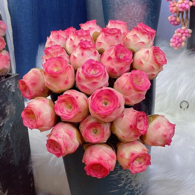 水蜜桃玫瑰多肉植物山地粉色酒杯玫瑰趣味室内盆栽桌面防辐射