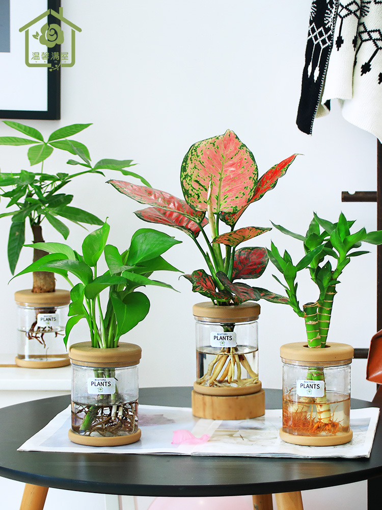 水培植物君子兰