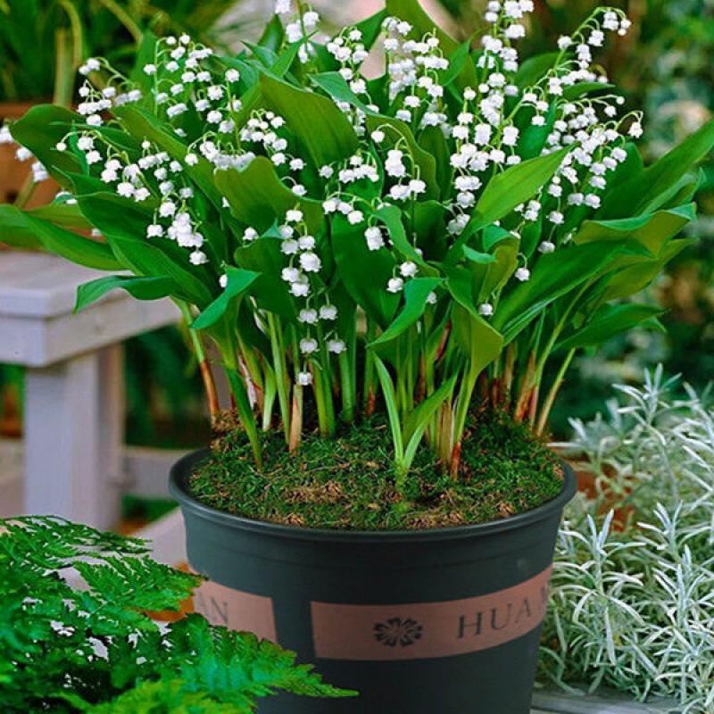 铃兰苗四季开花花根带芽浓香花卉阳台室内室外耐寒懒人绿植盆栽