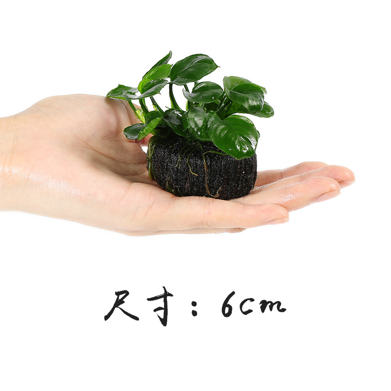 懒人造景水草易种耐活真水草坨草迷你矮珍珠趴地珍珠前景草后景草