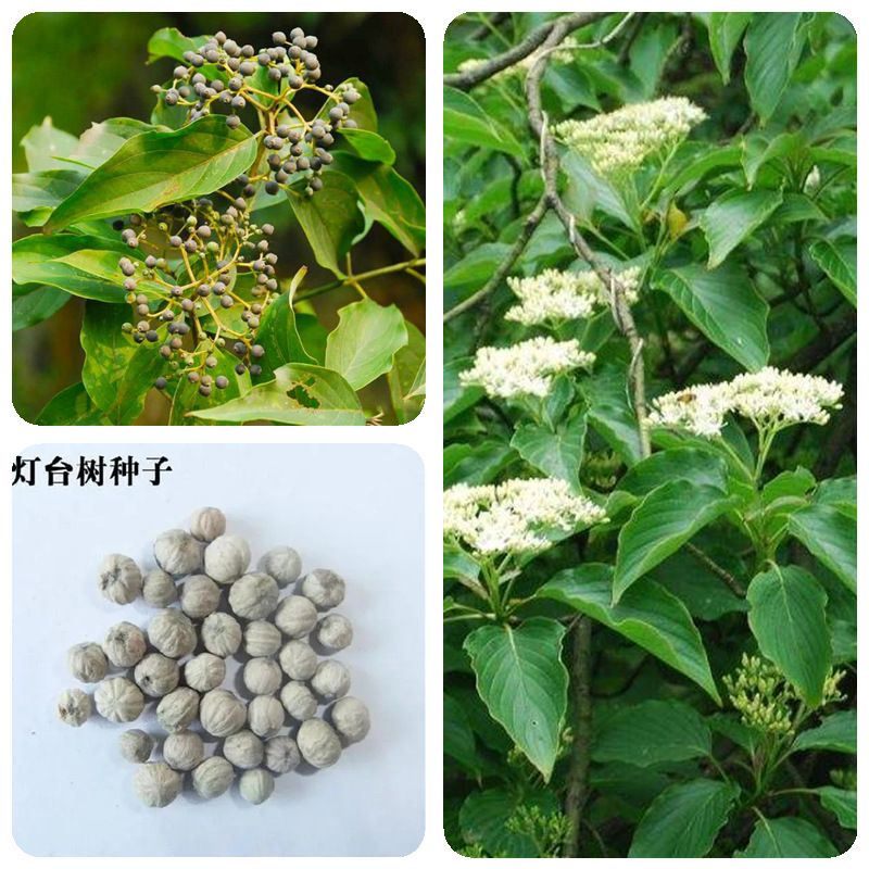 灯台树种子毛梾车梁木种子凉子木苦檀灯台树种林木种籽秋季多年生