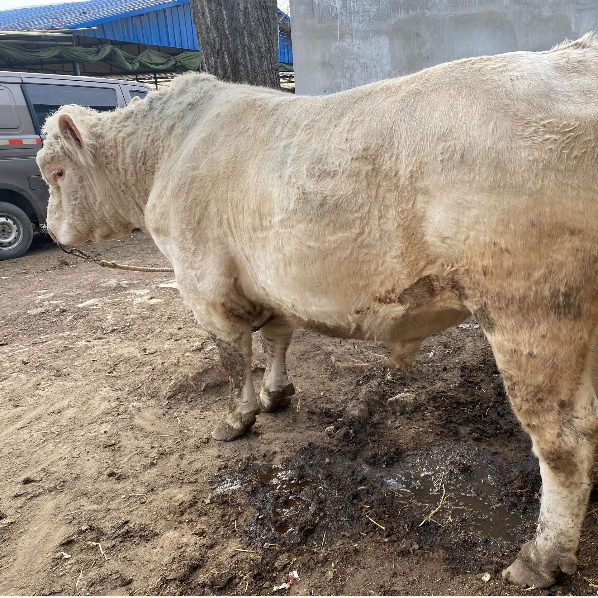 出售夏洛莱牛活牛 小牛犊活体 夏洛莱牛崽纯种 肉牛犊大型养殖