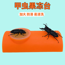 甲虫果冻台塑料昆虫楸甲虫成虫锹甲兜虫攀爬独角仙食台饲养盒造景
