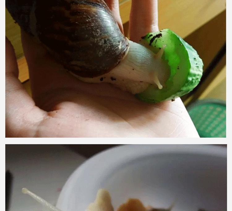 蜗牛一对 白玉蜗牛活体养殖宠物蜗牛 观赏活体繁殖套装蜗牛