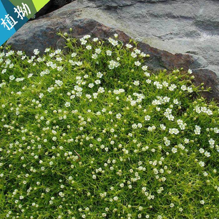爱尔兰珍珠草【植拗】家庭盆栽庭院趣味地被耐寒常绿多年生绿植