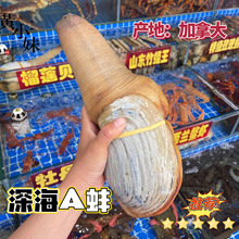 鲜活加拿大进口野生a级象拔蚌深海干蚌 刺身即食上海闪送500g